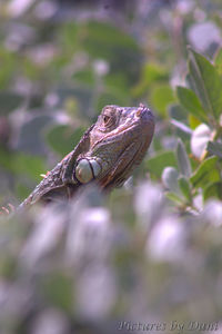 Close-up of lizard