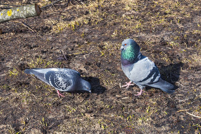 High angle view of birds on land