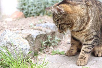 Close-up of a cat looking away