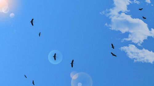 Low angle view of birds flying in sky