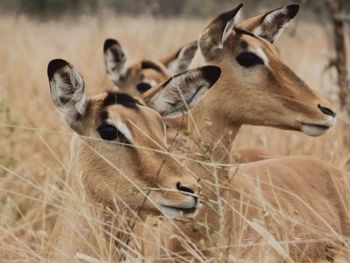 Close-up of deer looking away