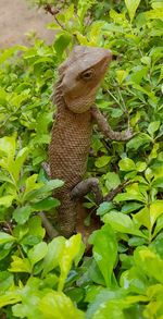 Close-up of a lizard on plant