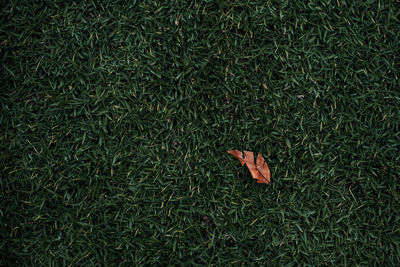 High angle view of dry leaf on field