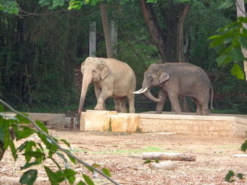 View of elephant in zoo