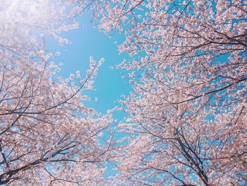 Low angle view of cherry tree against blue sky