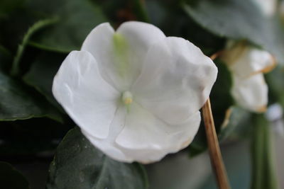 Close-up of white flower blooming outdoors