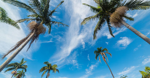 Low angle view of palm trees against blue sky