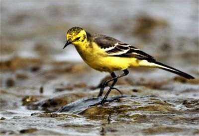 Yellow wagtail