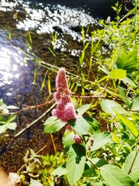 Close-up of flower growing on plant