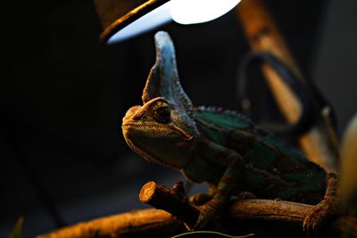 Close-up of chameleon on wood