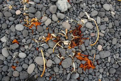 Yellow and orange seaweed, algae on the atlantic ocean coast in iceland