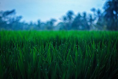 Crops growing on field