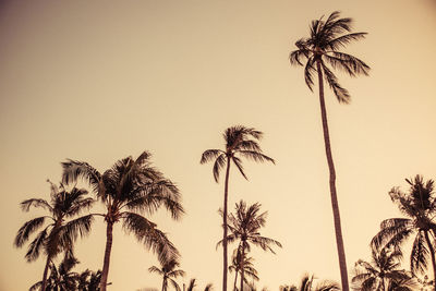 Low angle view of palm trees