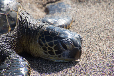 High angle view of a turtle