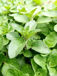 Full frame shot of fresh green leaves
