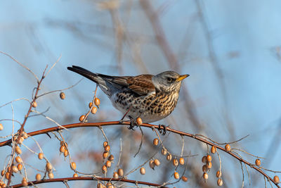 Close-up of bird perching on branch