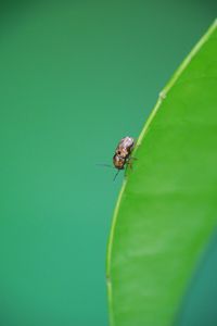 Close-up of insect on green leaf