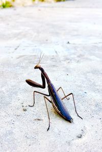 Close-up of grasshopper on a field