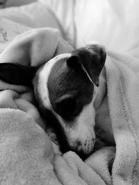 Close-up of puppy sleeping on bed at home