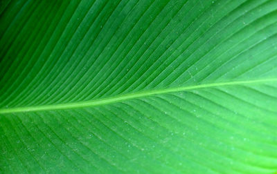 Full frame shot of green leaf