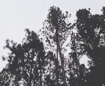 Low angle view of trees