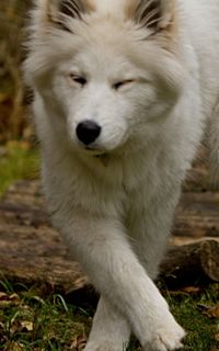 Close-up portrait of dog on field