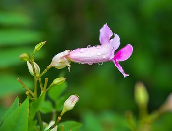 Close-up of raindrops on pink flower