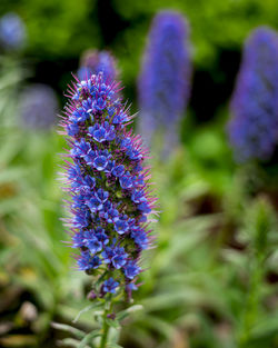 Close-up of purple flowering plant on field