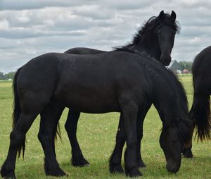 Horses on a field