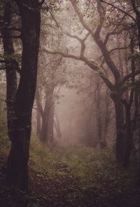 Trees in forest