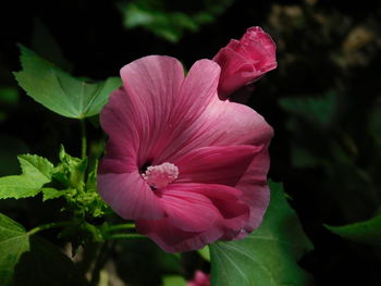 Close-up of pink hibiscus flower