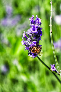 Close-up of bee pollinating on purple flower