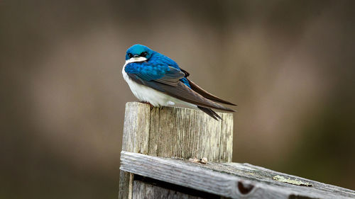 Close-up of bird perching on wooden post