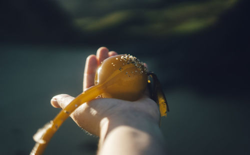Close-up of hand holding seaweed bulb