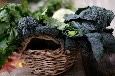 Close-up of lizard in basket