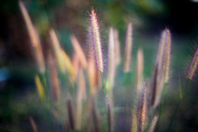 Close-up of stalks in field