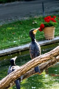 Bird perching on driftwood against lake