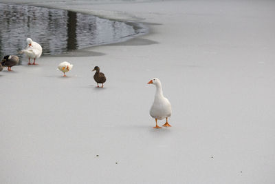 High angle view of ducks on frosty lake