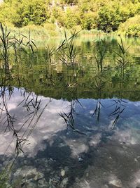 Reflection of trees in lake