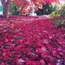 Close-up of red flower tree