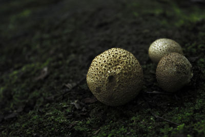 Close-up of mushroom growing on field
