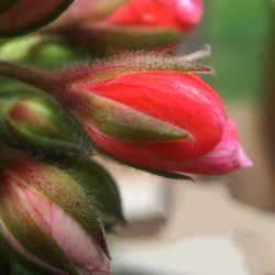 Close-up of pink flower