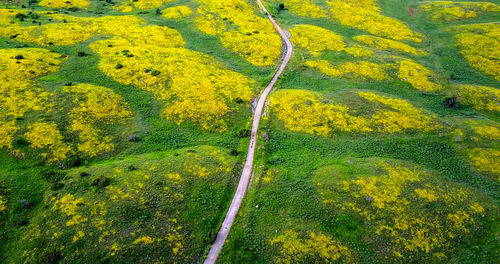 High angle view of yellow flowers on field