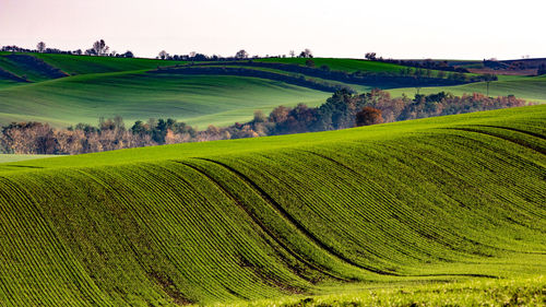 Scenic view of agricultural field against sky