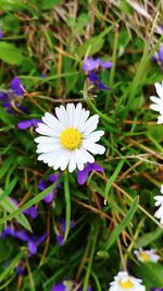 Close-up of white daisy flowers on field