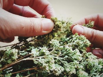 Cropped image of hands holding oregano