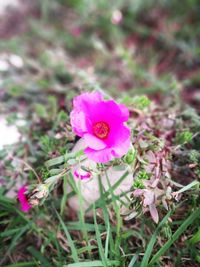 High angle view of pink flowers blooming on field