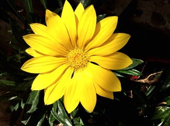 Close-up of yellow flower