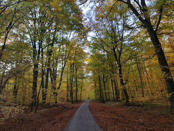 Road amidst trees in forest during autumn