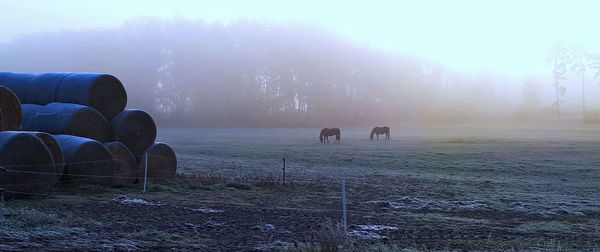 Scenic view of field against sky